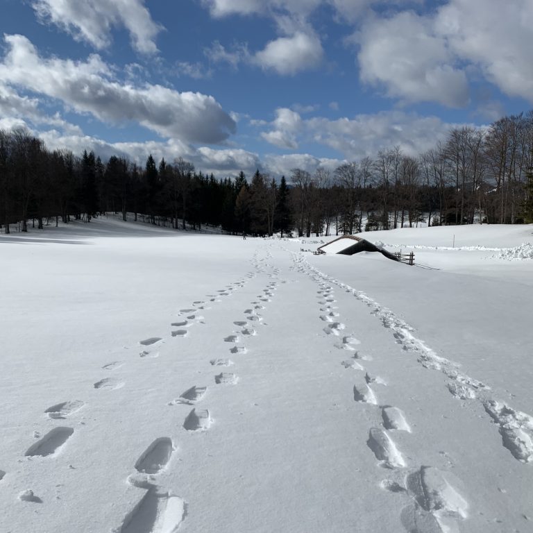 CCF3C233-5E63-4F13-89D9-97E08D5E02EF