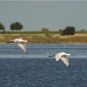 Löffler_im_Landeanflug_quad